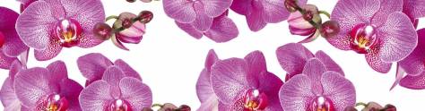 Изображение для скинали: Фиолетовые орхидеи на белом фоне