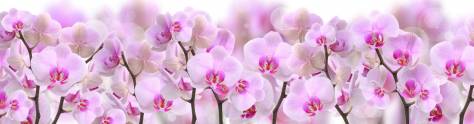 Изображение для скинали: Красивые орхидеи