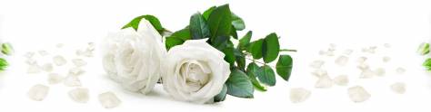 Изображение для скинали: Белые розы
