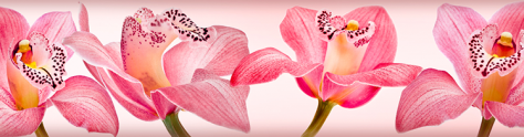 Изображение для скинали: Крупные орхидеи