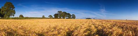 Изображение для скинали: Пшеничные поля