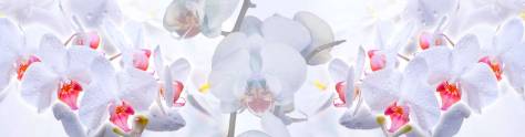 Изображение для скинали: Нежные орхидеи