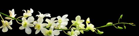 Изображение для скинали: Ветка орхидеи на черном фоне