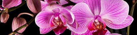 Изображение для скинали: Фиолетовые орхидеи