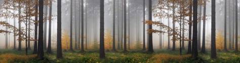 Изображение для скинали: Туман в лесу