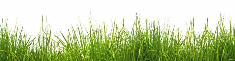 Изображение для скинали: Зеленая трава на белом фоне