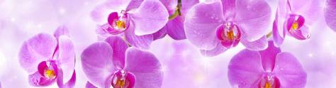 Изображение для скинали: Фиолетовые орхидеи