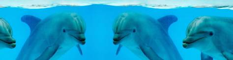 Изображение для скинали: Дельфины