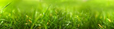 Изображение для скинали: Зеленая трава
