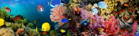 Изображение для скинали: Кораллы, подводный мир