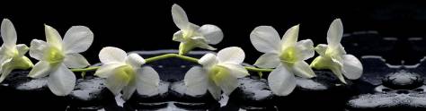 Изображение для скинали: Белые орхидеи на черных камнях