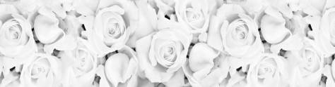 Изображение для скинали: Фон белоснежные розы 