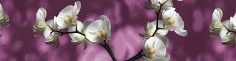Изображение для скинали: Орхидеи на фиолетовом фоне