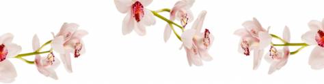 Изображение для скинали: Светлые орхидеи