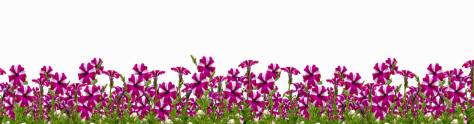 Изображение для скинали: Яркие полосатые цветы