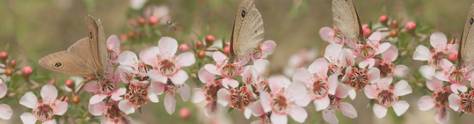 Изображение для скинали: Бабочки на цветущих ветках