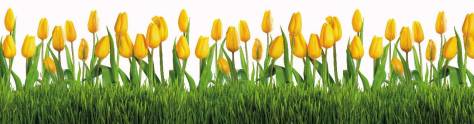 Изображение для скинали: Желтые тюльпаны