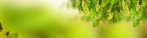 Изображение для скинали: Бутылка вина и грозди винограда на зеленом фоне