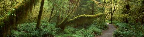 Изображение для скинали: Тропа в джунглях