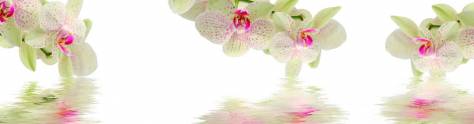 Изображение для скинали: Орхидеи над водой