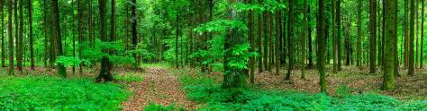 Изображение для скинали: Зеленый лес