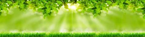 Изображение для скинали: Лучи солнца сквозь зеленые растения 
