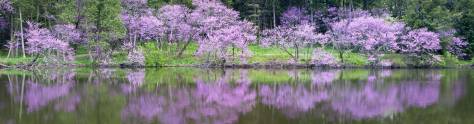 Изображение для скинали: Весеннее цветение над озером Мармо, штат  Иллинойс