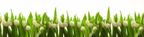 Изображение для скинали: Белые тюльпаны
