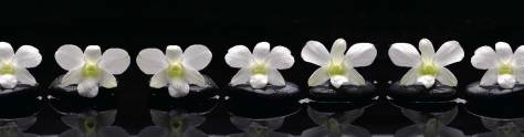 Изображение для скинали: Белые орхидеи на черных камнях