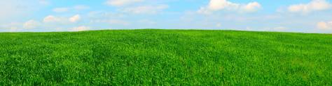Изображение для скинали: Пейзаж зеленая поляна