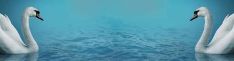 Изображение для скинали: Пара лебедей на воде
