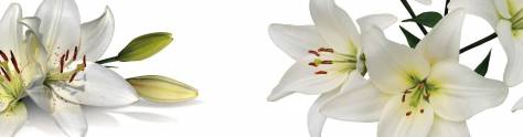 Изображение для скинали: Крупные белые лилии