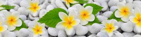 Изображение для скинали: Белые цветы на белых галечных камнях
