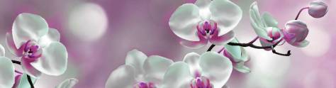 Изображение для скинали: Орхидея крупным планом 