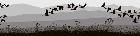 Изображение для скинали: Стаи птиц в небе