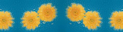 Изображение для скинали: Желтые цветы в воде