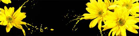Изображение для скинали: Желтые крупные герберы в брызгах краски