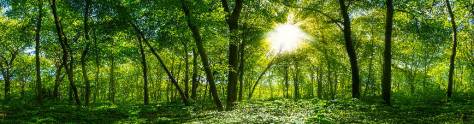 Изображение для скинали: Тропинка в лесу с солнечным светом