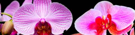Изображение для скинали: Розовые орхидеи