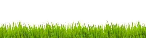 Изображение для скинали: Зеленая трава на белом