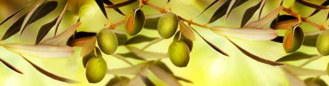 Изображение для скинали: Оливковая ветвь с зелеными оливками