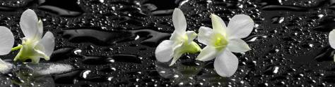 Изображение для скинали: Белые орхидеи на черном фоне с каплями воды