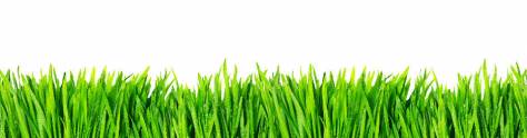 Изображение для скинали: Зеленая трава на белом фоне 