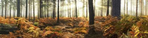 Изображение для скинали: Осенний пейзаж в лесу
