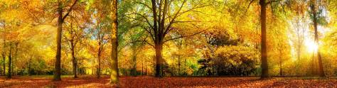 Изображение для скинали: Осенний солнечный лес с красными деревьями и опавшими листьями