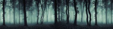 Изображение для скинали: Туманный фон елового леса в холодных тонах