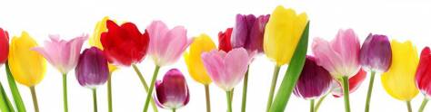 Изображение для скинали: Разноцветные тюльпаны