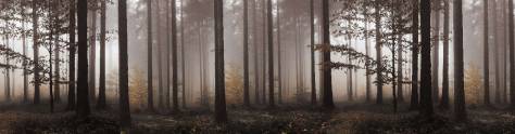 Изображение для скинали: Сосновый лес в тумане 