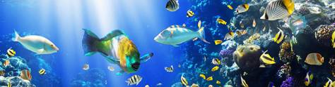 Изображение для скинали: Разноцветные рыбки в воде