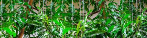 Изображение для скинали: Дождь и зеленые растения 